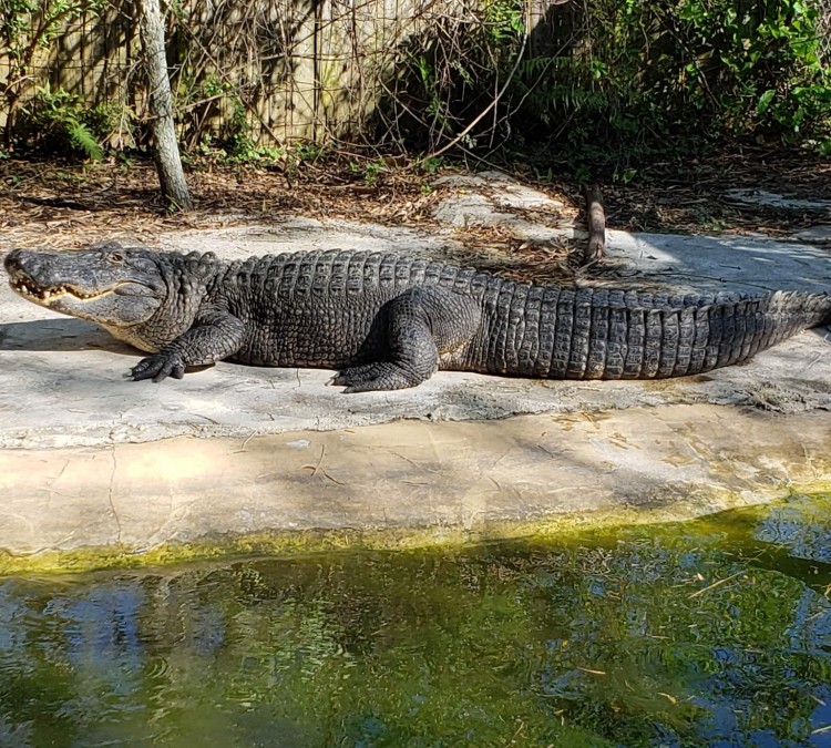 Croc Encounters (Tampa,&nbspFL)